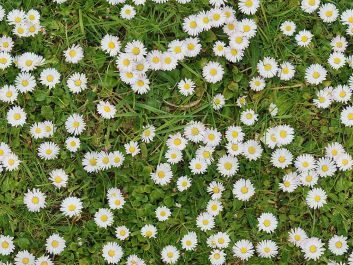 Daisy Patch Cotton Print