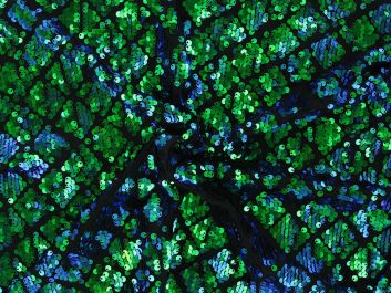 Two Tone Sequin Diamond Scale Stretch